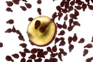 vinaccioli siero anti age